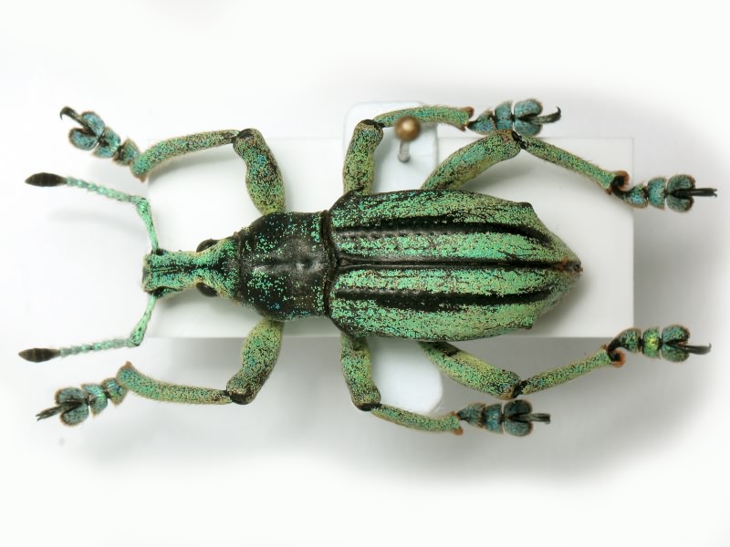 Eupholus cuvieri Guérin-Méneville, 1830